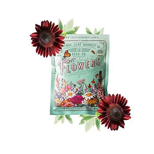 Sunflower Seeds - Chocolate Cherry - 1 Oz ~1700 Seeds - Helianthus Annuus - Non-Gmo, Open Pollinated - Flower Gardening #TOP28