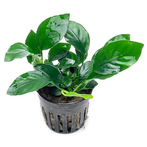 Anubias Barteri