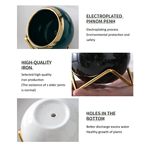 Encuentra reviews de Centro suculentas comprados en linea. 24 Imagen adicional