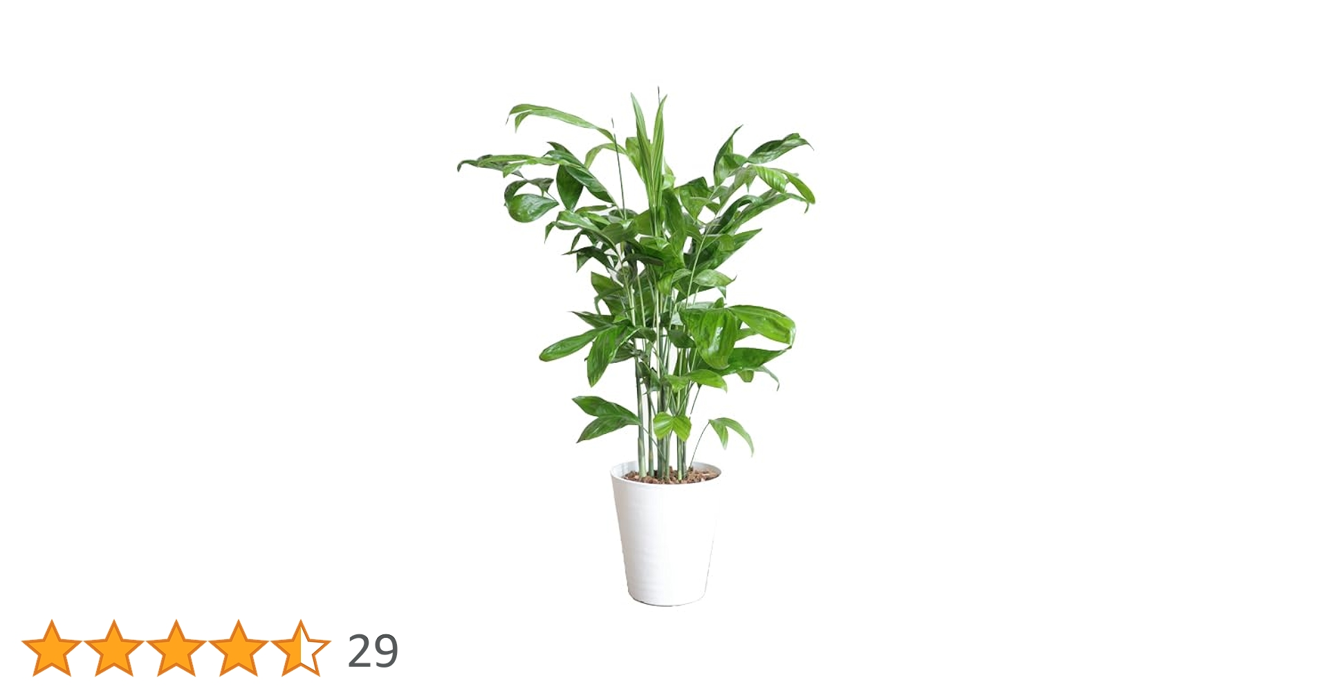 Amazon｜高性チャメドレア 観葉植物 本物 ホワイトセラアート鉢