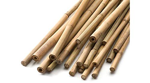 FlickBuyz 2ft - 3ft- 4ft- 5ft - 6ft Garden Bamboo Canes/Poles/Stakes/Trellis Strong Quality Plant Support Green Canes (25 X 2FT) โ image 1