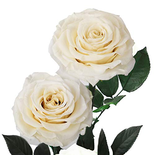 White Roses Handmade Preserved Rose in Glass Dome, Preserved Flowers Never Withered, Birthday Gifts for Women (13 inch)