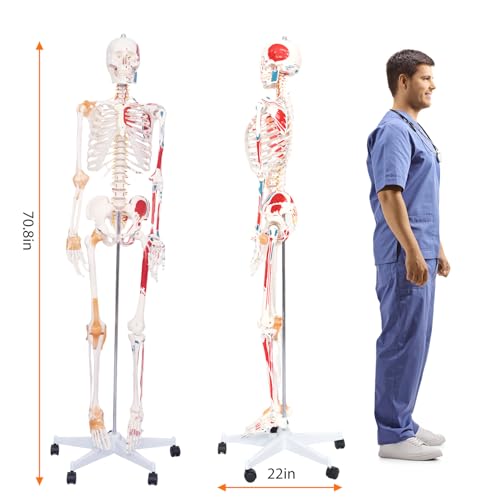 Image of 70.8 inch Human Anatomy Model,Skeleton Model Muscle Insertion & Ligaments