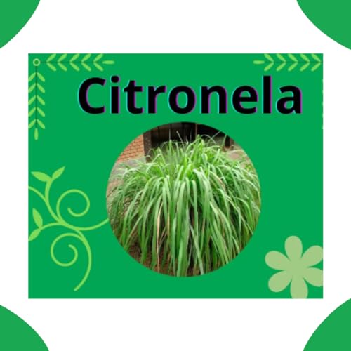 10 Velas de Citronela Com Óleo Essencial, Altura De 7,0 cm e 3,5 Cm De Diâmetro - 68 Gramas, Repelen