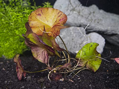 Aquatic Arts Live Aquarium Plants, Red Tiger Lotus Aquarium Lily, Nymphaea Zenkeri, Water Lily Plants Live, Aquatic Lily Bulbs Live Plants For Fish Tank, Aquarium Plants Live Fish Tank Decorations #TOP5