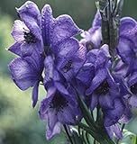 eisenhut giftig für hunde Höhe: 90 cm Potseed - Blauer Eisenhut Seeds