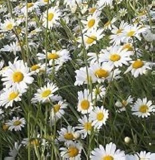 JustSeed British Wild Flower - Oxeye Daisy Ox Eye - Leucanthemum vulgare - 3g - 9000 Seed