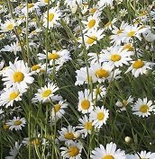 JustSeed British Wild Flower - Oxeye Daisy Ox Eye - Leucanthemum vulgare - 3g - 9000 Seed