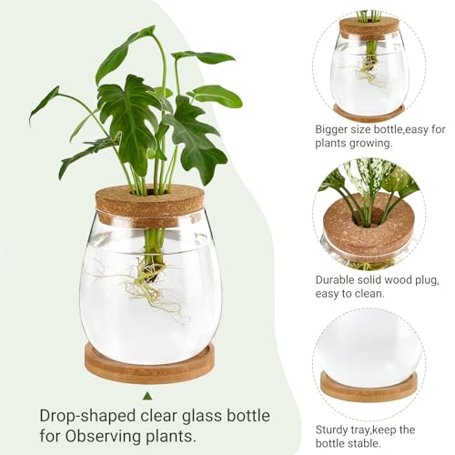Dahey YYBL006D Plant Propagation Jars Plant Terrarium Glass Vase thumb #1