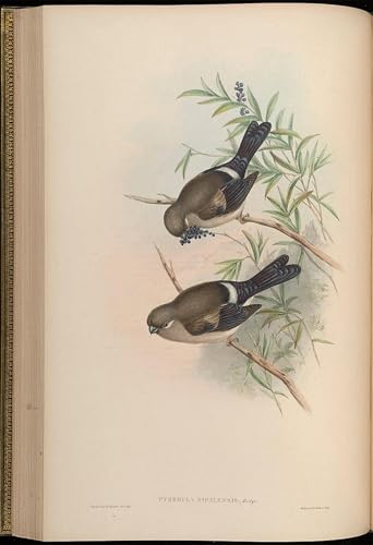 Impression toile Pyrrhula Nipalensis John Gould 60x90cm pour habiller un grand mur vide