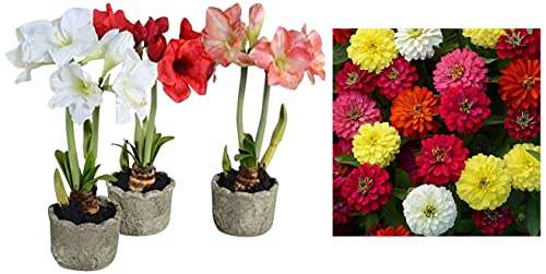 Image of Kraft Seeds Gate Garden Amaryllis Lily Flower Bulbs (Multicolour, Pack of 11) & Zinnia Mixed Flower Desi Seeds Summer Variety Special (Multicolour)