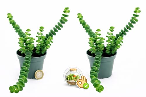 POWERS TO FLOWERS - CRASSULA HOTTENTOT, COLLANA DI GIADA, MINI IDEALE PER TERRARIUM, 2 PIANTE, piante vere