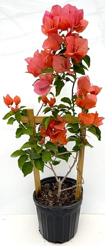 Orange Bougainvillea Live Well Established Plant in 6" Pot with