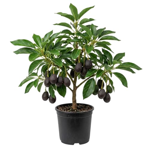 HASS Avocados Plant 8-14 Inch Tall Half Gal Pot, Tropical HASS Avocado Trees Live Plants, Large...