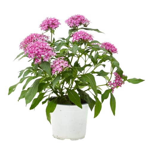 Verdecora Pentas en Maceta Ø13 cm | Pentas Lanceolata | Planta natural de exterior | Flor Estrella y Larga Duración | Ideal para Jardines Soleados, Balcones y Macetas