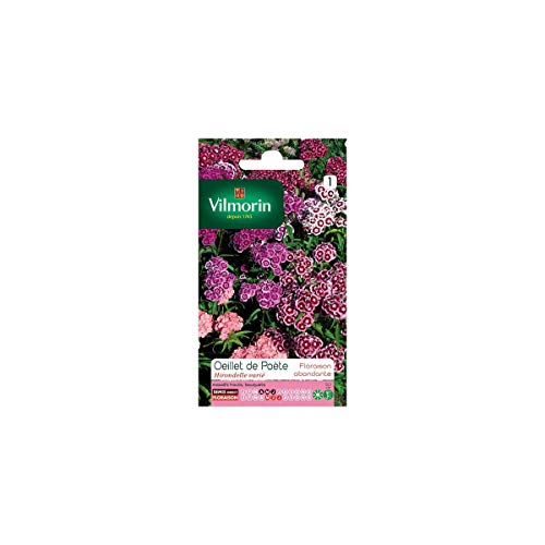 Vilmorin - Sachet graines Oeillet de poète Hirondelle varié