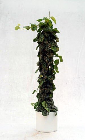 Miniatura 5 de Rare Silver Cloud Philodendron - Scindapsus pictus - FÁCIL - Maceta de 4 pulgadas - Coleccionista