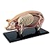 Produktbild NBVCX Wohnaccessoires Pädagogisches Modell Simulation Schwein Anatomisches Modell Anatomie Tierbiologie Organ Medizinischer Unterricht Modell Puzzle Montage Spielzeug 15.6 * 8.8 * 7.7Cm