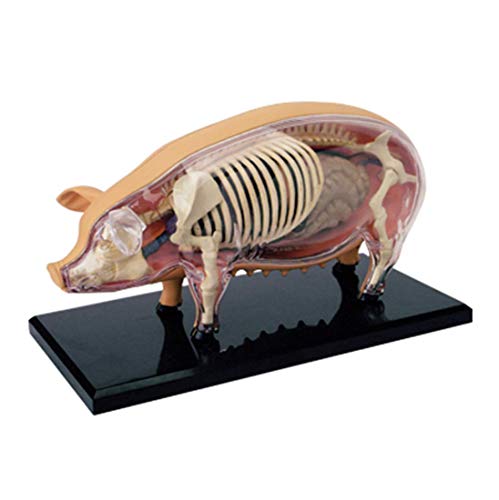 Preisvergleich Produktbild NBVCX Wohnaccessoires Pädagogisches Modell Simulation Schwein Anatomisches Modell Anatomie Tierbiologie Organ Medizinischer Unterricht Modell Puzzle Montage Spielzeug 15.6 * 8.8 * 7.7Cm