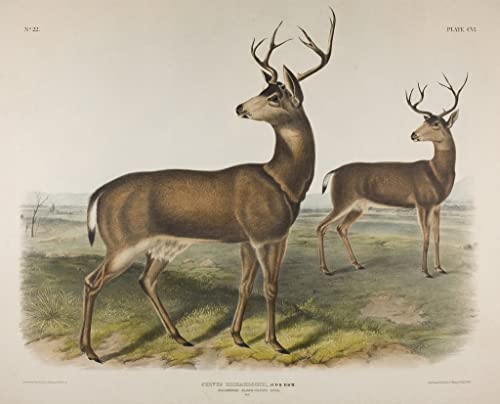 Tableau Toile Cerf John Audubon pour habiller un grand mur vide de salon 60x90cm
