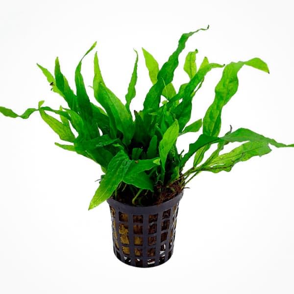 Foglia stretta e bassa Microsorum pteropus petite/mini – Petit Java lontano