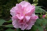 Confederate Rose Seeds Double Pink Very Beautiful & Hardy(50 - Seeds)