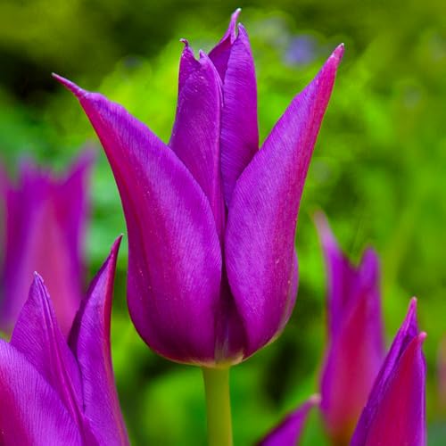 Bulbi di Tulipano FIORE DI GIGLIO | Bulbi provenienti dai migliori produttori Olandesi | Esclusiva selezione e controllo qualità | Fioritura garantita. (8 Tulipani Liliumformis PURPLE DREAM)