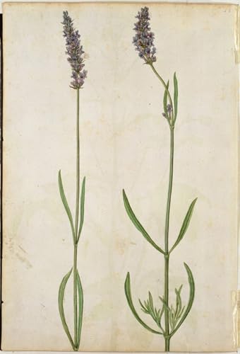 Peinture Poster Impression Tableaux pour Décoration Salon Moderne Lavandula Officinalis