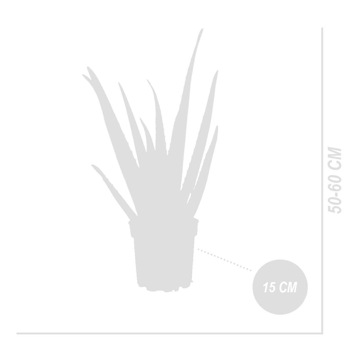 Bloomique - Set di 2 - Pianta di Aloe vera - Pianta da interno - Pianta grassa - Succulenta - Molto facile da curare - Alte 50-60 cm - Vaso 17 cm
