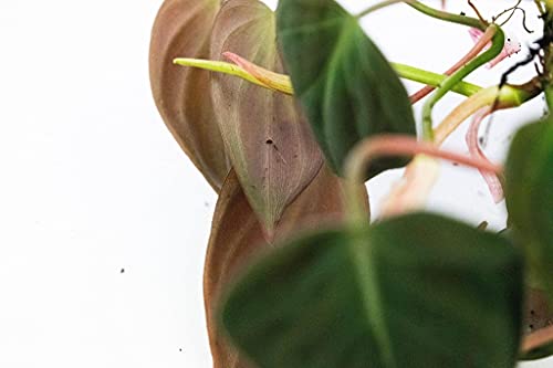 Philodendron Micans | Ø14 cm - Afbeelding 7