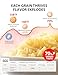 TOSHIBA OriginTaste Rice Cooker 5.5-Cup Uncooked, Fuzzy Logic, 15-in-1 Functions, Digital Display, Delay Timer, Keep Warm, Nonstick Inner Pot, White