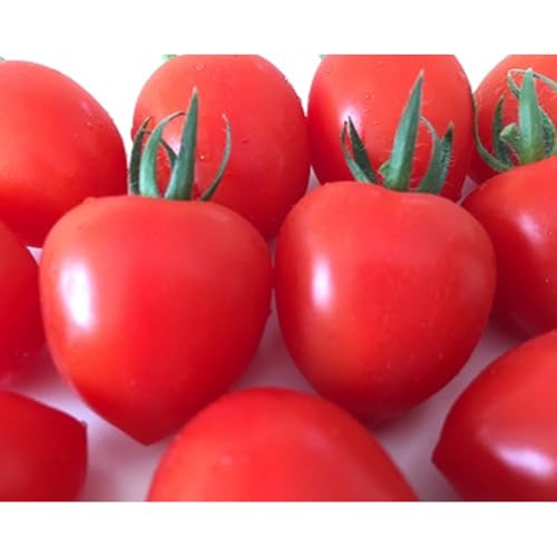 秋田県産ミニトマト「恋ベリー」500g(250g×2)ギフトBOX 高糖度 とまと 野菜 新鮮 甘い