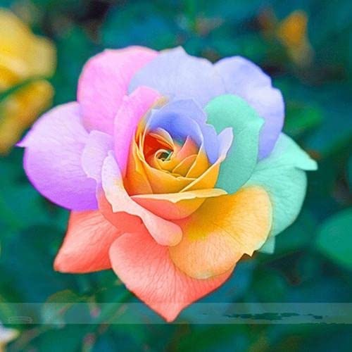 See full amazon price history chart for Seeds Ville Hybrid Trio Rose Seeds For Planting - Ice Blue, Pink & Peach 30 Seeds Home Pack… Seeds Ville Hybrid Trio Rose Seeds For Planting - Ice Blue, Pink & Peach 30 Seeds Home Pack… (B09Q5MDJYC) Amazon Price History, Amazon Price Tracker
