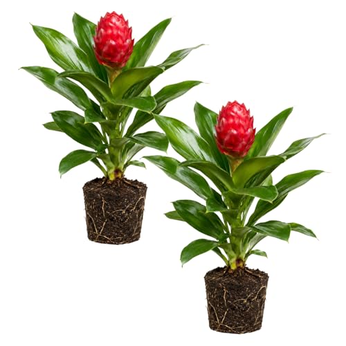 2 Awapuhi Shampoo Ginger Live Plants Red Shampoo Ginger 4-7 Inch Red Ginger Lily Zingiber Zerumbet Outdoor Growing Ready to Grow