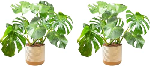 Costa Farms Monstera, Swiss Cheese Plant Live Plants in Decorative