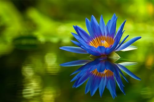 image for VGENKD 35 Pcs Bonsai Lotus Seeds for Planting Bowl Lotus Seeds, Water 