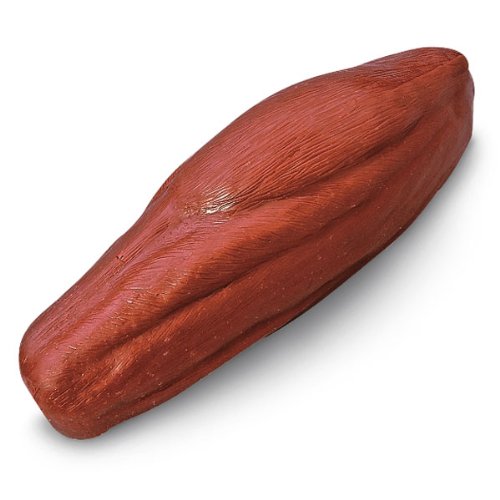 Life Form WA24038 Life/form Human Body Muscle Replica, 5x13x6.5, 5 lb