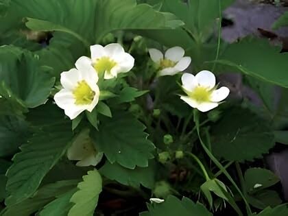 Image of Bigreen Live Red Gauntlet Strawberry Plant a€ inch Healthy Hybrid Live Fruit Plant for Home Gardening, Balcony, Terrace, Organic Farming a€ inch High Yield & Fast Growing - Pack of 1