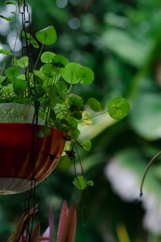 Brahmi en polvo | Samskara tribe | Brahmi Bacopa Monnieri | 100gr x 1 | Mejora la memoria, claridad mental y equilibrio emocional | Ayurvedico y Natural | Cocinar como te o con leche vegetal