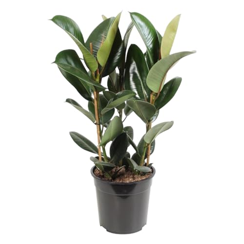 Trendyplants - Ficus Elastica Robusta Arbuste - Caoutchouc - Plante d'intérieur - Hauteur 75-95 cm - Taille du pot Ø27cm