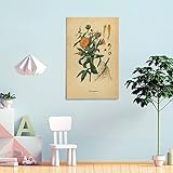 Regale carteles de vegetales retro e impresiones artísticas de plantas a todos los que se preocupan por usted o se preocupan por usted, a modo de bendición. Como una idea de regalo navideña interesante y no tradicional o un recuerdo familiar, este arte también se puede utilizar como regalo de inauguración de la casa, regalo de cumpleaños o símbolo simple para ayudar a crear una atmósfera cálida y armoniosa.