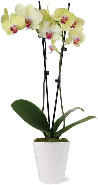 From You Flowers - Sunny Yellow Orchid Plant for Mother's Day, Birthday, Anniversary, Get Well or Celebration