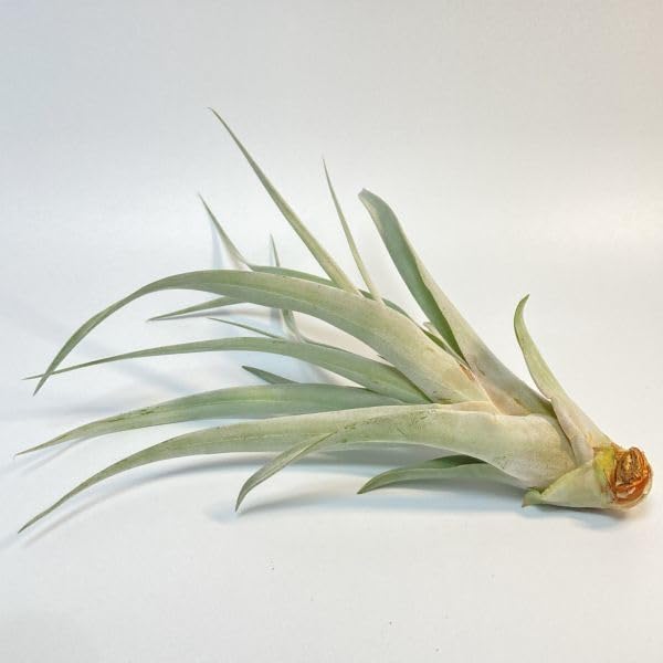Amazon.co.jp: Tillandsia ' Silver Torch ' ① チランジア シルバー