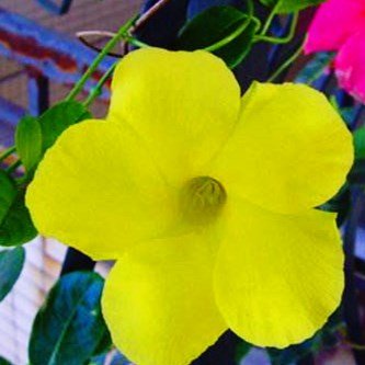 100pcs/bag Clim semi Mandevilla sanderi, Dipladenia sanderi semi, Bonsai Fiore pianta per la decorazione domestica e Muro del Cortile pentola 5