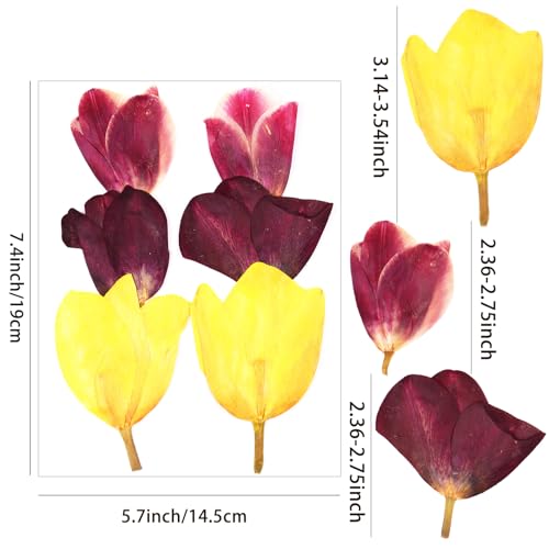 6Pcs Tulips Flores Presionadas Secas para Manualidades miniatura 2
