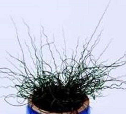 Wafer Grasses - Juncus effusus Spiralis, Corkscrew Rush - 15 Seeds