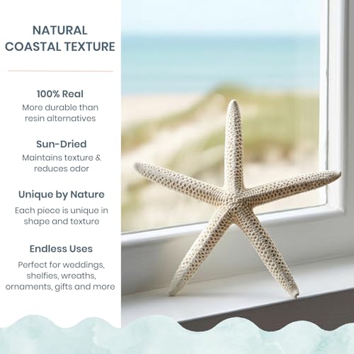 Estrellas de mar blancas Nautical Crush Trading de 15-20 cm para decoración marina 3