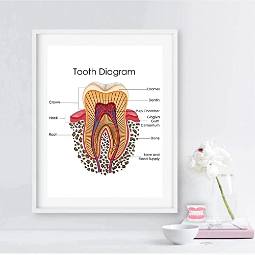 Impresiones De Diagramas De Dientes Humanos Arte De Pared De Clínica Dental Cuadro De Educación Médica Carteles De Biología Pintura En Lienzo Decoración De Oficina De Médico Carteles - 50X70Cm