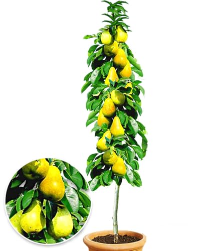 BALDUR Garten Säulen-Birnen 'Doyenné du Comice', 1 Pflanze, Pyrus communis Birnbaum, winterhart, platzsparende Säule für kleine Gärten, Balkone & Terrassen, blühend