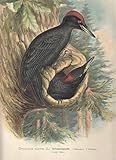  Schwarzspecht. Dryocopus martius (L.). Männchen. Weibchen. Chromolithographie.